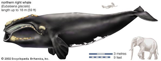 Right Whale Diagram